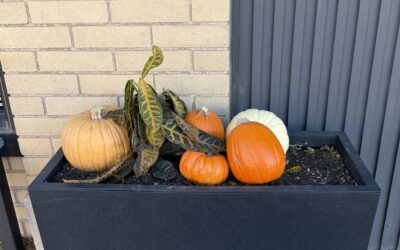 FALL PUMPKINS A planter is filled with small pumpkins.