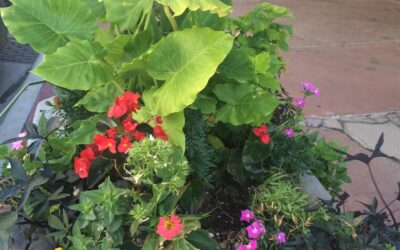 Planter Downtown A colorful grouping of plants blooms from a concrete sidewalk planter.