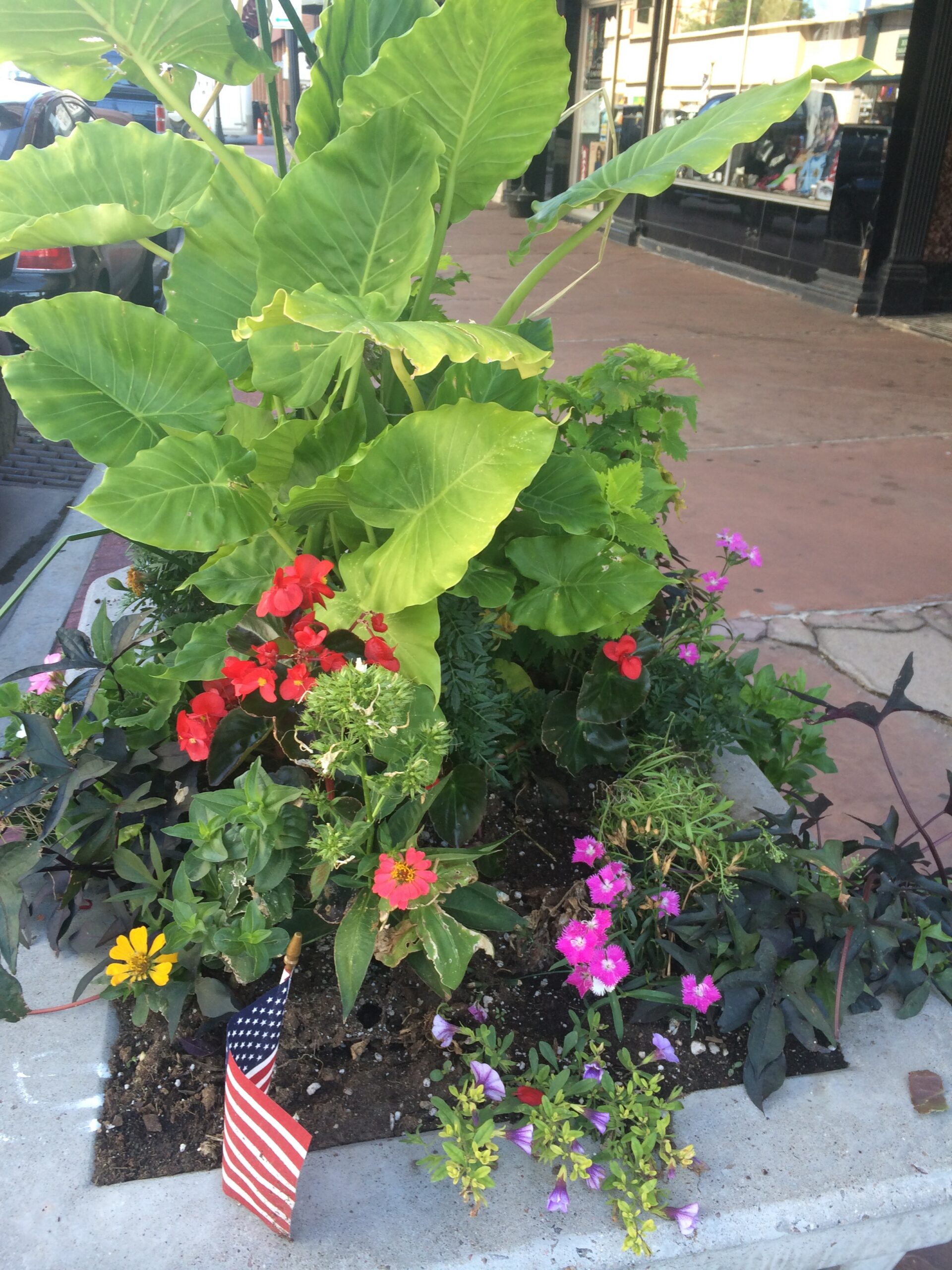 A colorful grouping of plants blooms from a concrete sidewalk planter.