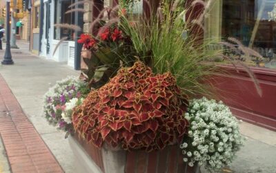FULL-PLANTER-BY-WYO-HOME-2015 Colorful plants are displayed inside a concrete planter on a sidewalk.