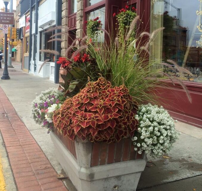 Colorful plants are displayed inside a concrete planter on a sidewalk.