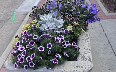 FULL-PLANTER Colorful flowers spill out from a rectangular concrete planter.