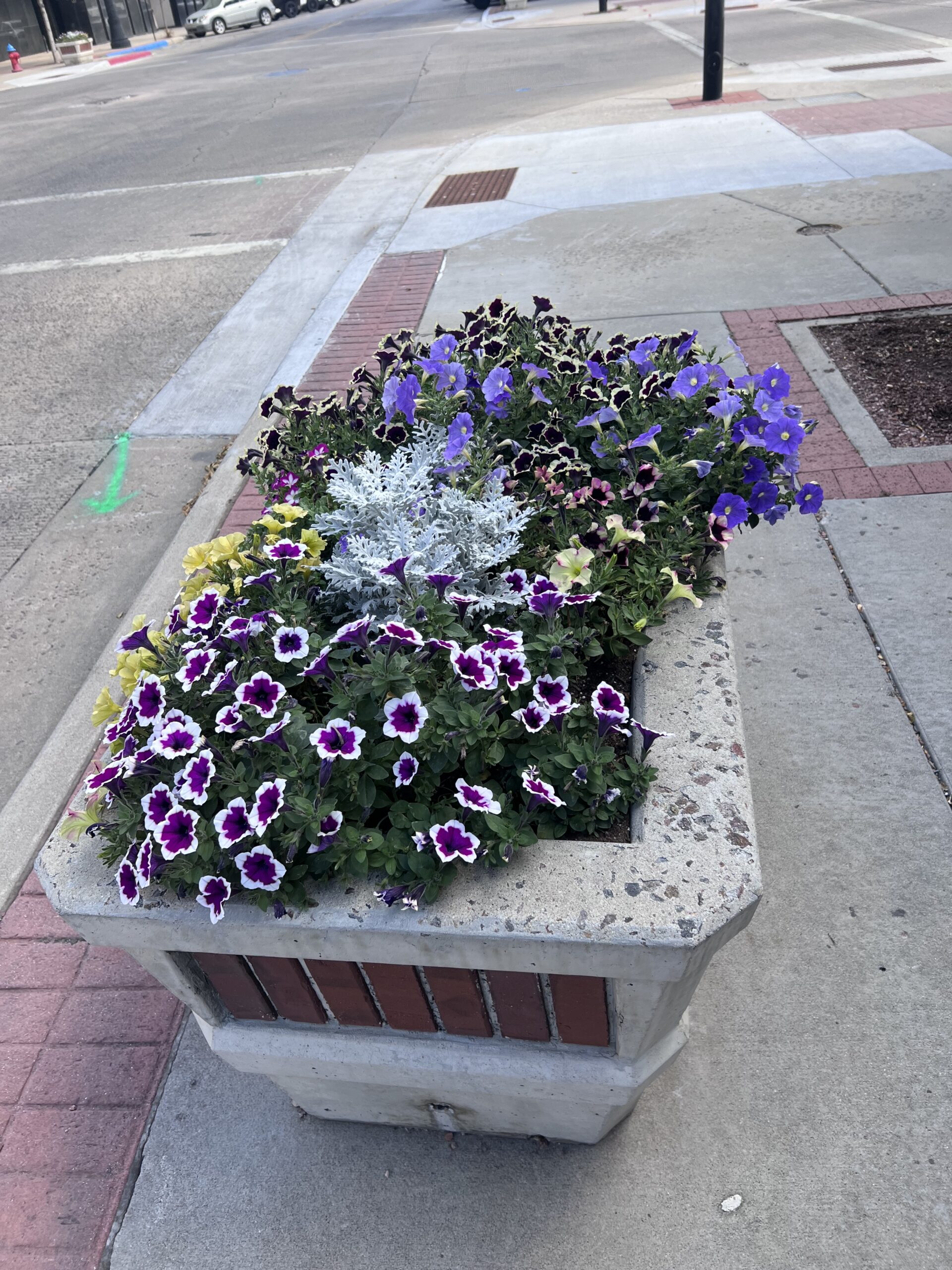 Colorful flowers spill out from a rectangular concrete planter.