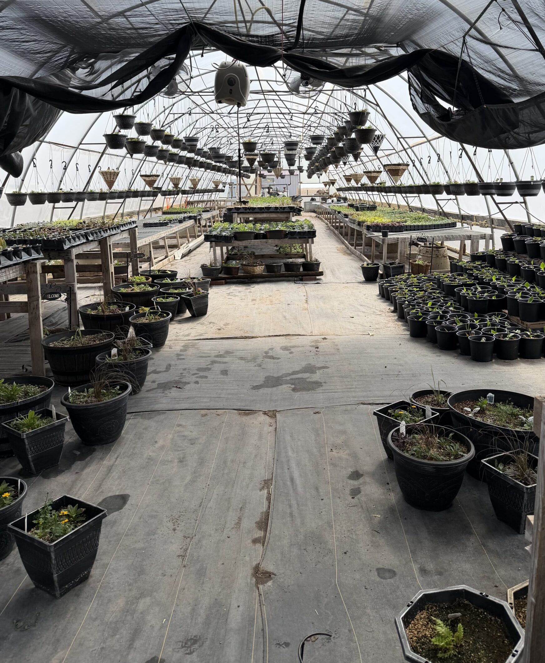 Greenhouse Interior Interior of a greenhouse, with hanging baskets and potted plants.